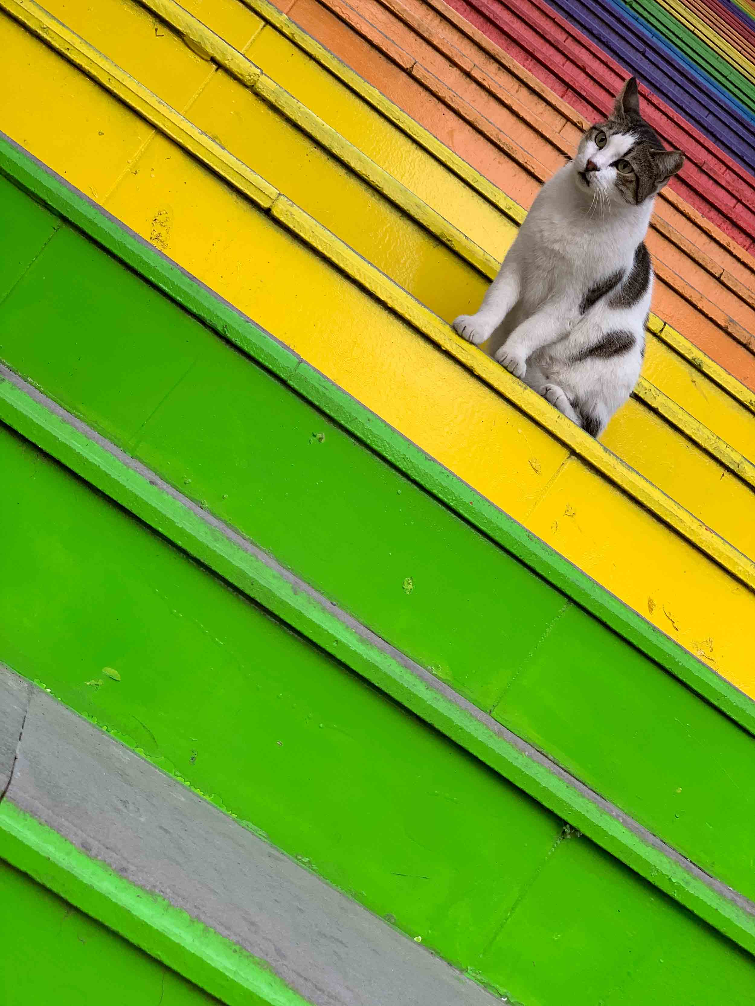 Cat on stairs in Istanbul