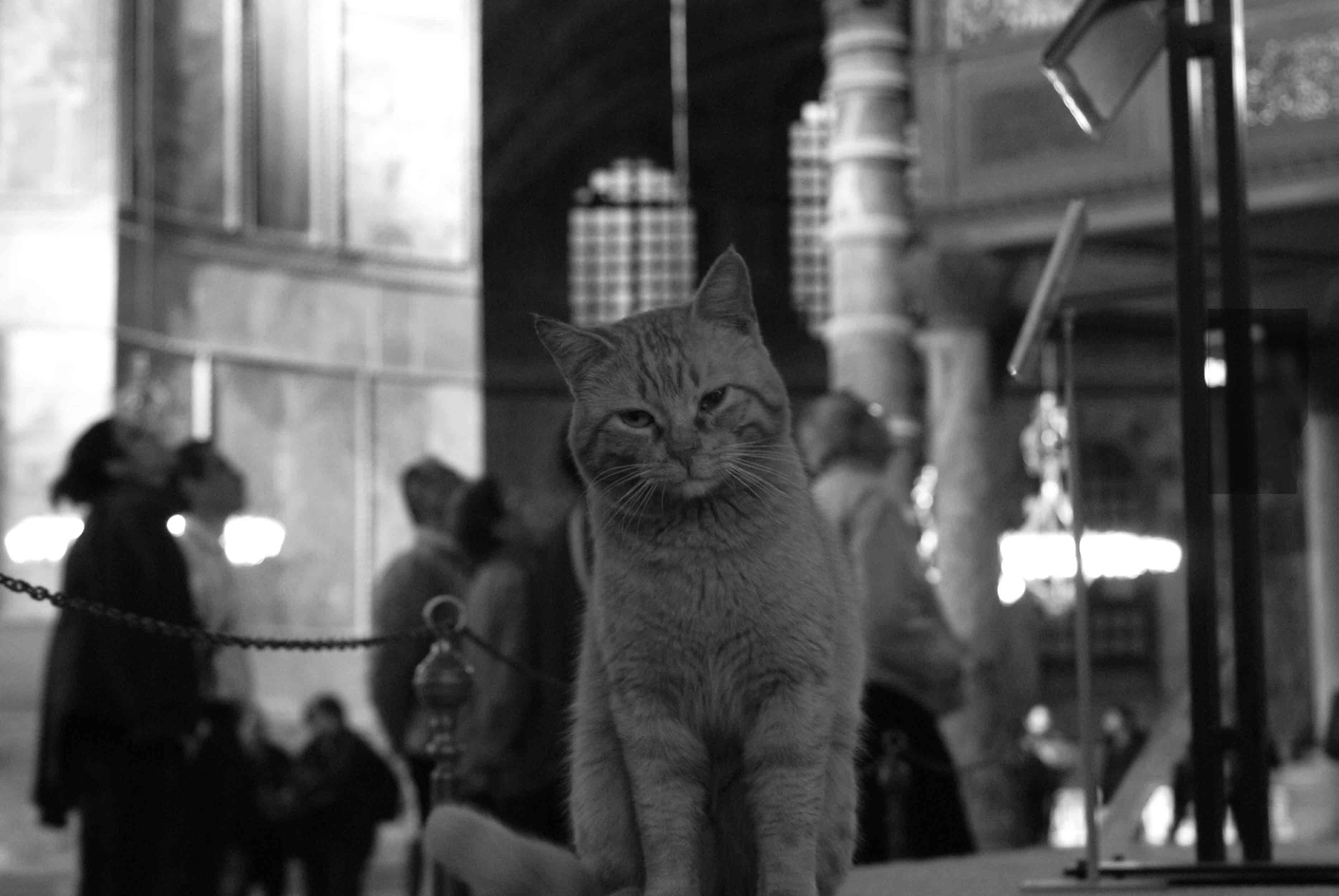 Cat in the Hagia Sophia in Istanbul